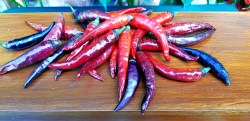 buena mulata38